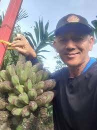 My Harvest banana 5 days ago from my back yard 😊