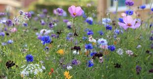 Download Why Do Wildflowers Smell Grow Wild