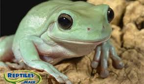 Whites Tree Frog Sheet Reptiles By Mack Wood frogs display various skin colors such as tan, rust, brown, and also gray and green. whites tree frog sheet reptiles by mack