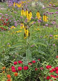 Image result for Senna didymobotrya