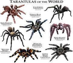 Tarantulas Of The World Poster Print Spider Species Pet