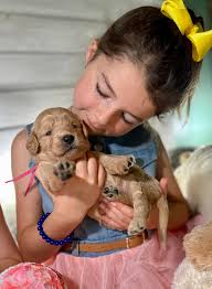 Majestic WOOF Lodge added a new photo.