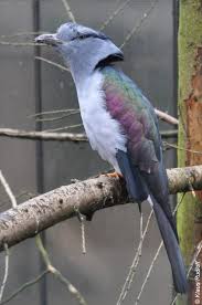 Biolib Image Leptosomus Discolor Cuckoo Roller World Birds Bird Species Cuckoo