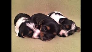 Parti yorkies ~ blonde yorkies ~ golden yorkies ~ chocolate yorkies ~ traditional yorkies. Parti Yorkie Puppies 4 Weeks Old Youtube