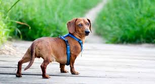 The Best Harness For Dachshund To Buy In October 2019