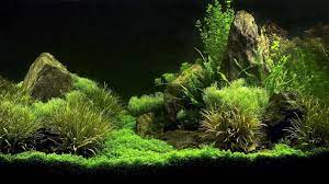 Freshwater Aquarium Design Ideas Fishy Okeanos Aquascaping Aquarium Background Aquarium Wallpaper Aquarium Backgrounds
