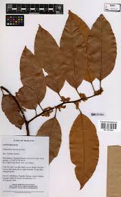 Image result for Ellipanthus