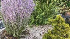 This plant will provide nectar and pollen for bees and the many other types of pollinating insects. Perowskia Lobodolistna Perovskia Atriplicifolia Blue Spire Little Spire Ciekawostki Youtube