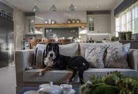 It is how we make a picture of people in our minds as well, on how well designed. 10 Pet Friendly Interior Tips For Your Home