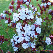 Low growing flowering shrubs australia. Top 10 Shrubs Anyone Can Grow Flower Power