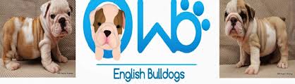 Advertise your bulldog puppies for free. The Merits Of Owning An English Bulldog Topics Talk Topicstalk