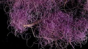 We did not find results for: Israeli Archaeologists Find Biblical Royal Purple Dye Bbc News