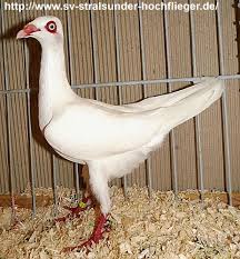 Find this pin and more on pigeons by aslam. Lisa On Twitter Stralsunder Hochflieger Https T Co Bmbmkmuovo Twitter