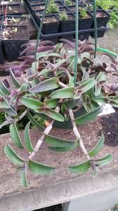 Image result for Tradescantia pallida