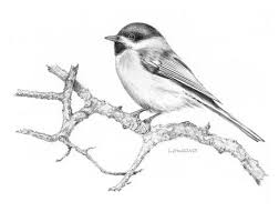 Outline Bird On Branch Drawing Black Capped Chickadee From A Pencil Drawing Chickadee Drawing Bird Drawings Chickadee Tattoo
