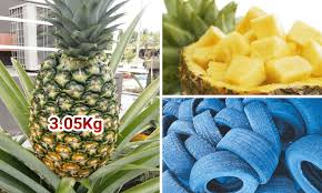 Check spelling or type a new query. Tanam Nanas Md2 Dalam Tayar Lama Usahawan Nanas Ni Kongsi Tip Nak Dapatkan Hasil Buah Yang Besar Keluarga