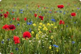 Ea se adresează irinei (elena albu) și a mamei. Ilustrate Cu Flori De Camp Experi M Ente Foto