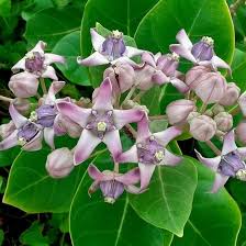 Image result for Calotropis gigantea