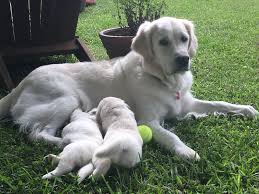 Each family member works together to nurture, love and and train our goldens. Moonlit Meadows Of The South English Golden Retrievers