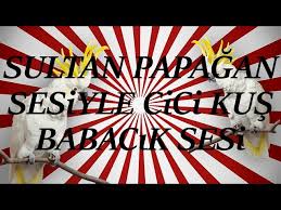 Sultan Papagan Sesiyle Cici Kus Ve Babacik Konusma Egitimi 1 Saat Youtube