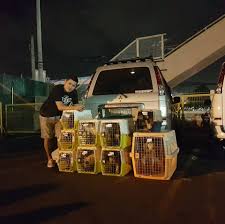 Pet Movers Philippines Home Facebook