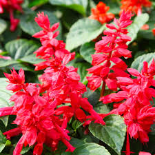 Image result for Salvia coccinea
