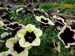 By marie roper / in home. Uga Horticulture Trial Gardens Gardens At Athens Ga