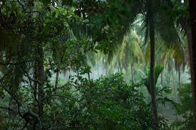 These rainforests lie along the equator or are within the tropical zone. The Tropical Rainforest Biome