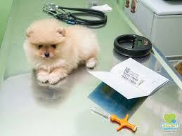 ᐉ chipirovanie koshek i sobak v g odessa eksvet