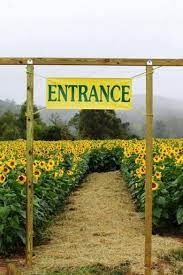 The 11 Most Beautiful Sunflower Fields From Across The Country Farm Tourism Sunflower Field Near Me Sunflower Fields