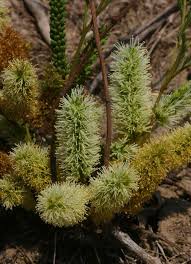 Image result for Elephantorrhiza suffruticosa