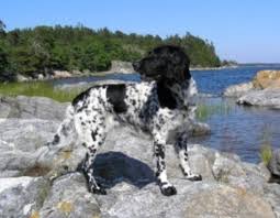 Image result for Velký münsterlandský ohař