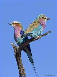 Pair Of Lilac Breasted Photo By Photographer Rick Du Boisson Lilac Breasted Roller Pet Birds Beautiful Birds