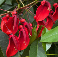 Image result for Erythrina crista-galli