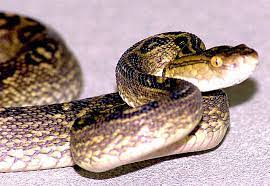 Wild Animals In Japan Animals Snake Japan