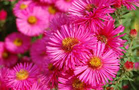 Meie Toimetuse Lemmikud Sugislilled Maakodu Ee Aster Flower Flowers Beautiful Flowers