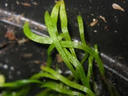 Image result for Utricularia subulata