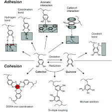 Dd form for physical person. Anti Biofouling Materials And Surfaces Based On Mussel Inspired Chemistry Materials Advances Rsc Publishing