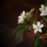 Image result for Mitriostigma axillare