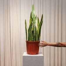Image result for Sansevieria trifasciata