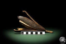 Image result for Entandrophragma caudatum