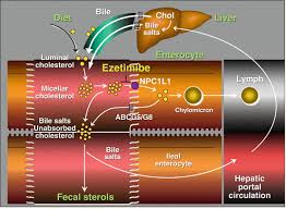 Image result for Ezetimibe