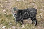 Domestic Cat Species With the Longest Lifespan - Pets
