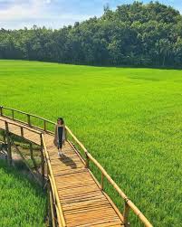 Apakah anda mencari gambar transparan logo, kaligrafi, siluet di beras, sawah, men download? Gambar Sawah Indah Gambar Viral Hd