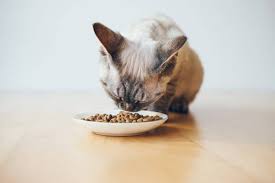 Shop for grain free dog food in dog & cat nutrition shop. 10 Best Grain Free Cat Foods For A More Natural Diet 2021