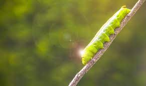 Como Se Convierte Una Oruga En Una Mariposa 2018 Plagaswiki