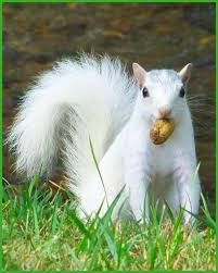 Black And White Squirrel Like Animal White Squirrels Can Be Found At The University Of Louisville Albino Animals Rare Albino Animals Animals
