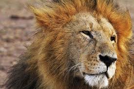 Lion, the supreme ruler of animal kingdom, a magnificent giant cat that amazes and enchant us with its proud posture, strength and beauty. Lion Symbolism Lion Dream Meaning Lion Mythology And Lion Spirit An Tiny Enchantments