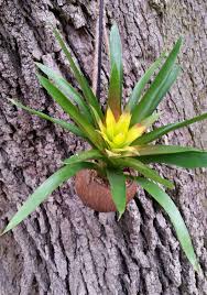 Mixing in with potting soil and other ingredients for hoyas, snake plants, bromeliads, peperomias & any other plants where i want to up. Gardeners Dirt Add A Touch Of The Tropics With Bromeliads Home And Garden Victoriaadvocate Com
