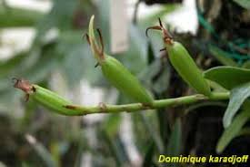 Image result for Platycoryne pervillei